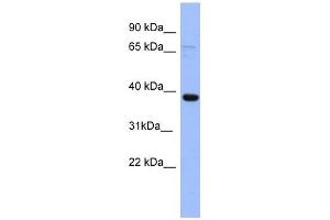 Image no. 1 for anti-Immediate Early Response 5 (IER5) (N-Term) antibody (ABIN631134)