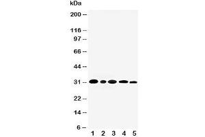 Image no. 6 for anti-Aquaporin 3 (Gill Blood Group) (AQP3) (C-Term) antibody (ABIN3030005)