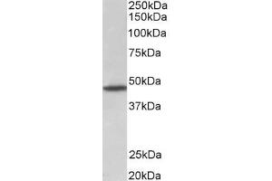 Image no. 1 for anti-G Protein-Coupled Receptor 83 (GPR83) (AA 59-71) antibody (ABIN870698)