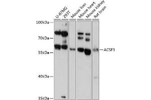 ACSF3 antibody  (AA 270-450)