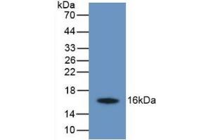 TMEM27 antibody  (AA 17-137)