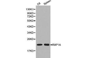 RAP1A antibody  (AA 50-150)