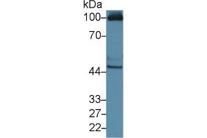 Image no. 2 for anti-MOK Protein Kinase (MOK) (AA 2-228) antibody (ABIN1870217)