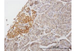 Immunoperoxidase of purified MaxPab antibody to STX1A on formalin-fixed paraffin-embedded human pancreas.