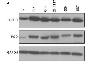 Image no. 7 for anti-Phosphogluconate Dehydrogenase (PGD) (Center) antibody (ABIN2855133)