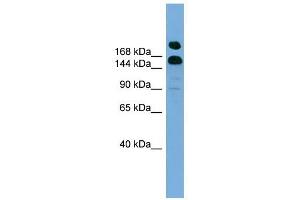 Image no. 1 for anti-UDP-Glucose Glycoprotein Glucosyltransferase 1 (UGGT1) (Middle Region) antibody (ABIN633063)