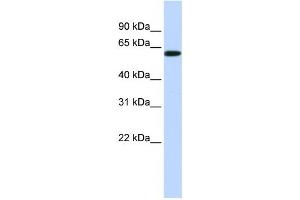Image no. 1 for anti-SH3-Domain Binding Protein 2 (SH3BP2) antibody (ABIN2459974)