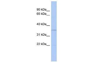 CLEC4G antibody  (N-Term)