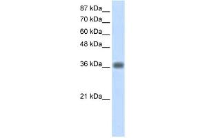 Image no. 1 for anti-Kelch Domain Containing 8A (KLHDC8A) (C-Term) antibody (ABIN2779132)