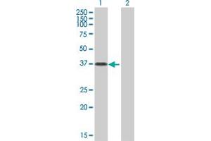 OVOL2 antibody  (AA 1-275)