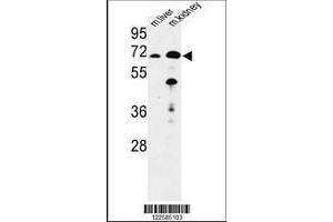 Image no. 1 for anti-Enoyl-CoA, Hydratase/3-Hydroxyacyl CoA Dehydrogenase (EHHADH) (AA 662-690), (C-Term) antibody (ABIN652576)