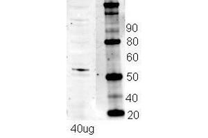 Image no. 4 for anti-Nuclear Respiratory Factor 1 (NRF1) (N-Term) antibody (ABIN2780635)