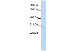 Image no. 1 for anti-Myogenic Factor 6 (MYF6) (Middle Region) antibody (ABIN2777282)