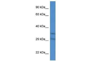 Image no. 1 for anti-Solute Carrier Family 25 (Mitochondrial Carrier, Adenine Nucleotide Translocator), Member 31 (SLC25A31) (Middle Region) antibody (ABIN928711)