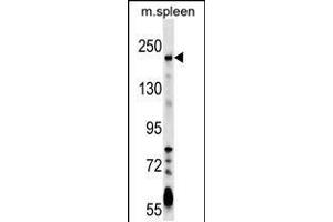 Image no. 1 for anti-Neogenin 1 (NEO1) (AA 657-685) antibody (ABIN5538293)
