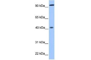 Image no. 1 for anti-Pygopus Homolog 1 (Drosophila) (PYGO1) (N-Term) antibody (ABIN928399)