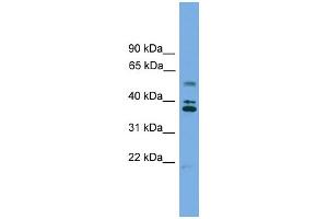 Image no. 1 for anti-Low Density Lipoprotein Receptor Class A Domain Containing 3 (LDLRAD3) (Middle Region) antibody (ABIN2785332)