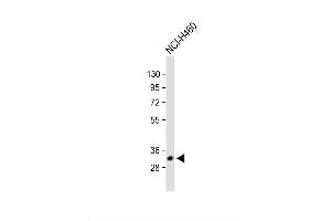 Image no. 3 for anti-Voltage-Dependent Anion Channel 3 (VDAC3) (AA 156-183) antibody (ABIN1537893)