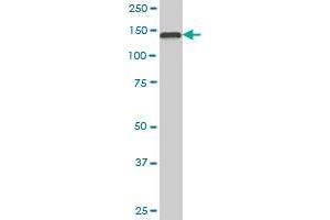 TRAPPC10 Antibody (ABIN521002)