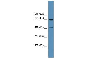 Image no. 1 for anti-G Protein-Coupled Receptor Kinase 1 (GRK1) (Middle Region) antibody (ABIN2788207)