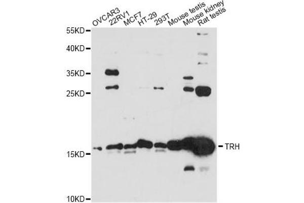 anti-KRAB Box Domain Containing 4 (KRBOX4) antibody