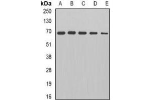 Image no. 2 for anti-Dihydrolipoyl Transacetylase (DLAT) (full length) antibody (ABIN6005306)