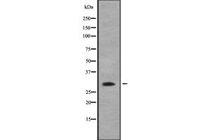 Image no. 1 for anti-Apolipoprotein O-Like (APOOL) antibody (ABIN6259999)