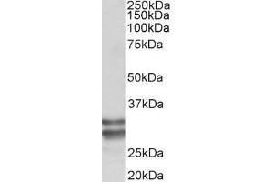 Image no. 1 for anti-Kruppel-Like Factor 13 (KLF13) (AA 45-58) antibody (ABIN940557)
