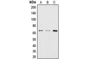 Image no. 3 for anti-Cleavage Stimulation Factor, 3' Pre-RNA, Subunit 2, 64kDa (CSTF2) (N-Term) antibody (ABIN2707453)