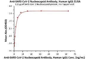 Image no. 2 for anti-SARS-CoV-2 Nucleocapsid (SARS-CoV-2 N) antibody (ABIN6953177)