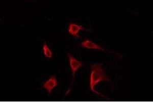 Image no. 1 for anti-CDC42 Effector Protein (Rho GTPase Binding) 2 (CDC42EP2) (N-Term) antibody (ABIN6258013)