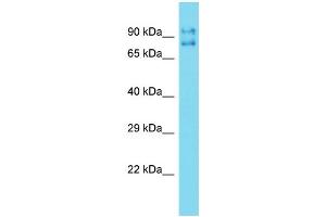 TIGD5 antibody  (N-Term)