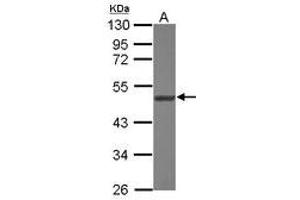 Image no. 2 for anti-Asparaginyl-tRNA Synthetase 2, Mitochondrial (Putative) (NARS2) (AA 7-276) antibody (ABIN1499648)