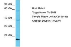 Image no. 1 for anti-Transmembrane BAX Inhibitor Motif Containing 1 (TMBIM1) (AA 46-95) antibody (ABIN6750655)
