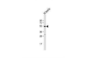 Image no. 3 for anti-ORAI Calcium Release-Activated Calcium Modulator 1 (ORAI1) (AA 145-173) antibody (ABIN653318)