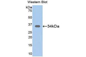Image no. 1 for anti-Secreted Frizzled-Related Protein 1 (SFRP1) (AA 32-314) antibody (ABIN1078520)