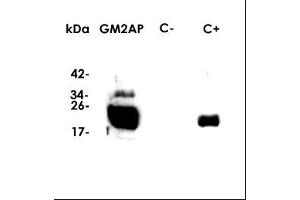Image no. 1 for anti-GM2 Ganglioside Activator (GM2A) (AA 26-193), (Isoform 1) antibody (ABIN5675804)