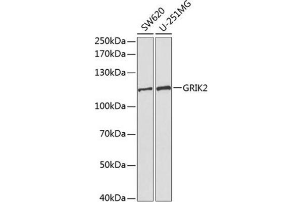 GRIK2 Antikörper  (AA 30-300)