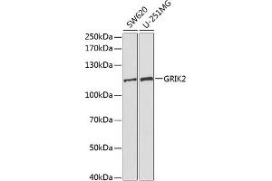 GRIK2 Antikörper  (AA 30-300)