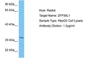Image no. 2 for anti-ZFP36 Ring Finger Protein-Like 1 (ZFP36L1) (N-Term) antibody (ABIN2777899)