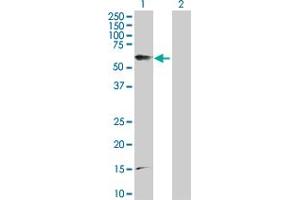 Image no. 1 for anti-Prostaglandin E Receptor 4 (Subtype EP4) (PTGER4) (AA 1-488) antibody (ABIN519449)