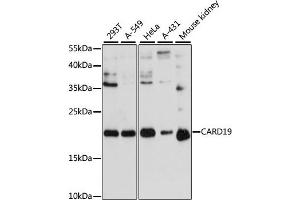 C9orf89 antibody  (AA 1-100)