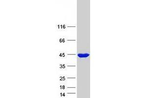 Image no. 1 for Endophilin-A3 (SH3GL3) (Transcript Variant 1) protein (Myc-DYKDDDDK Tag) (ABIN2720173)