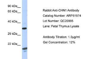 Image no. 1 for anti-rho GTPase Activating Protein 2 (ARHGAP2) (C-Term) antibody (ABIN2784719)