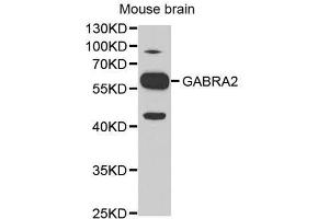 Image no. 1 for anti-gamma-aminobutyric Acid (GABA) A Receptor, alpha 2 (GABRA2) antibody (ABIN3022576)