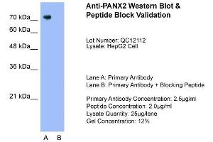 Image no. 2 for anti-Pannexin 2 (PANX2) (N-Term) antibody (ABIN2775571)