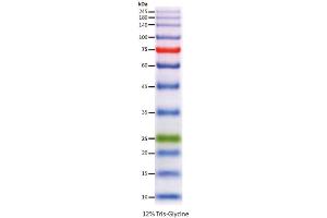 Image no. 1 for ExcelBand™ Enhanced 3-color High Range Protein Marker (ABIN5662609)