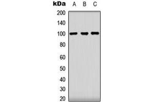 Image no. 2 for anti-Clock Homolog (Mouse) (CLOCK) (Center) antibody (ABIN2705900)