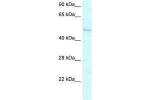 Image no. 1 for anti-Ameloblastin (Enamel Matrix Protein) (AMBN) (C-Term) antibody (ABIN2788822)