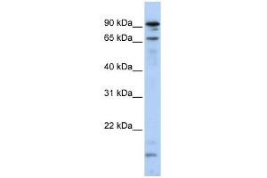 Image no. 1 for anti-Male-Specific Lethal 2 Homolog (MSL2) (N-Term) antibody (ABIN2774756)